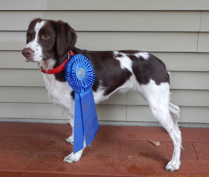 Sunny Ribbon_edited-2.jpg -                               Sunny earned her first, First Place Ribbon in the Derby. 